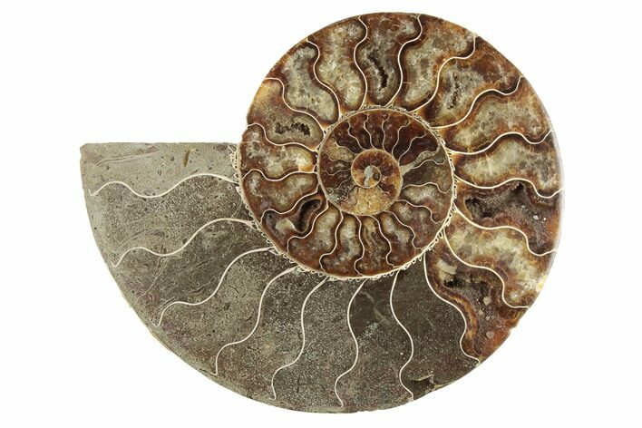 Cut & Polished Ammonite Fossil (Half) - Madagascar #191564